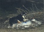Shoobie2